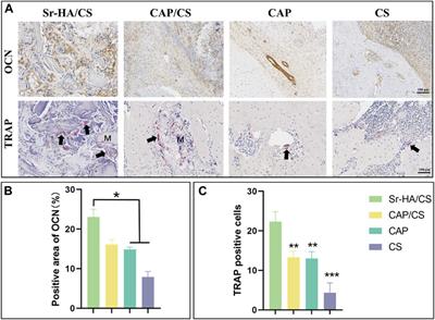 Evaluation of osteogenic properties of a novel injectable bone-repair material containing strontium in vitro and in vivo